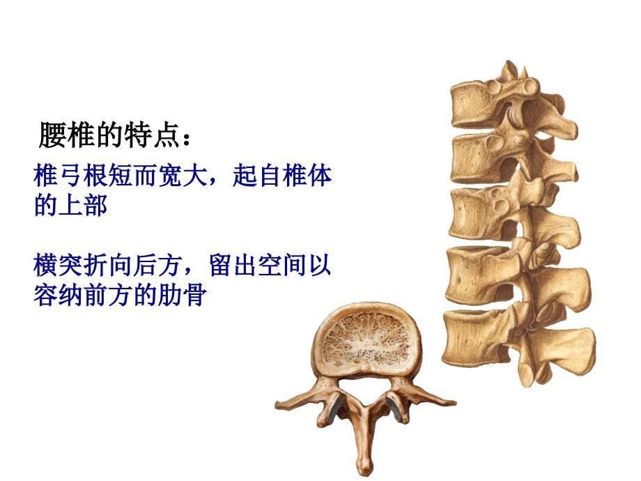 腰椎的解剖及腰部的层次解剖说课讲解_第5页