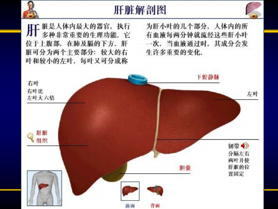 营养与肝胆胰疾病ppt课件_第2页