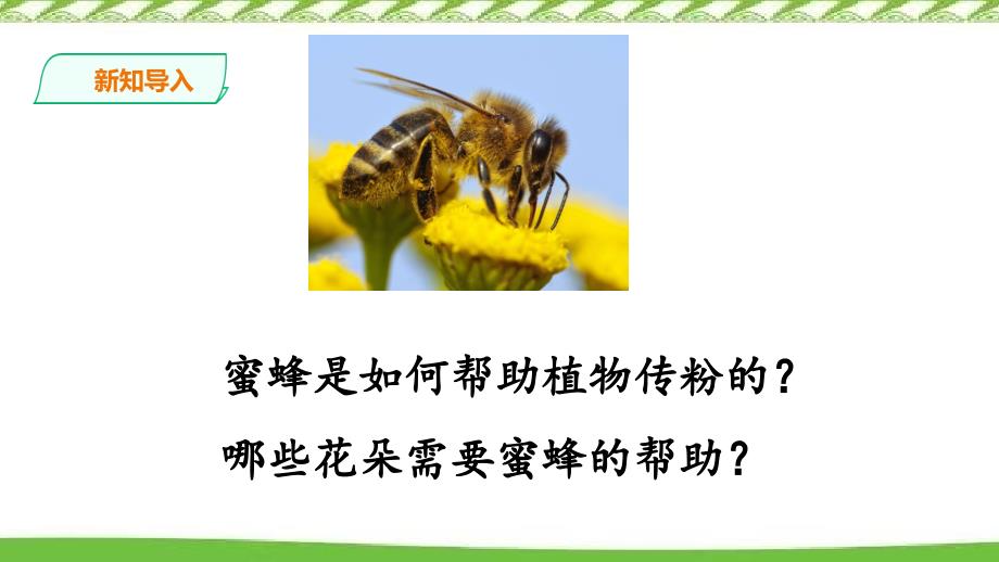 2020新冀人版三年级下册科学10.蜜蜂传粉 精品课件_第3页
