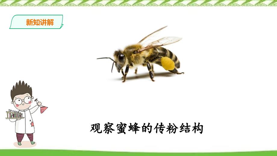2020新冀人版三年级下册科学10.蜜蜂传粉 精品课件_第4页