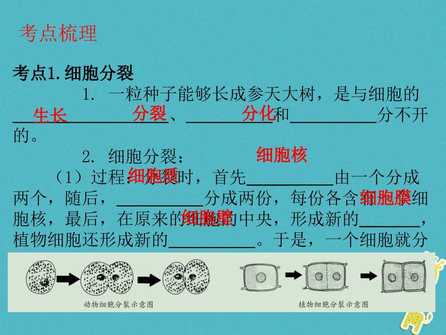 广东省2018年中考生物 第二单元 生物体的结构层次 第二章 细胞怎样构成生物体课件_第4页