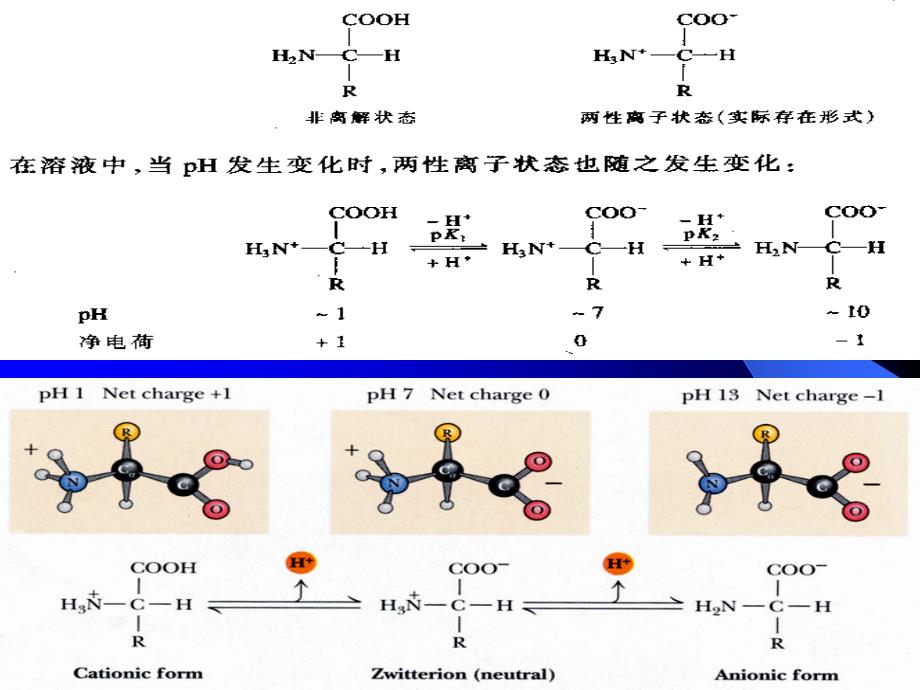 氨基酸的酸碱性质.ppt_第4页