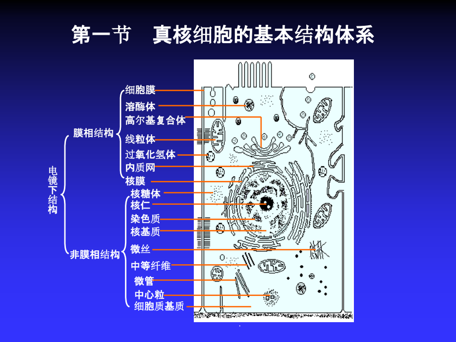 遗传与优生的细胞学基础ppt课件_第3页