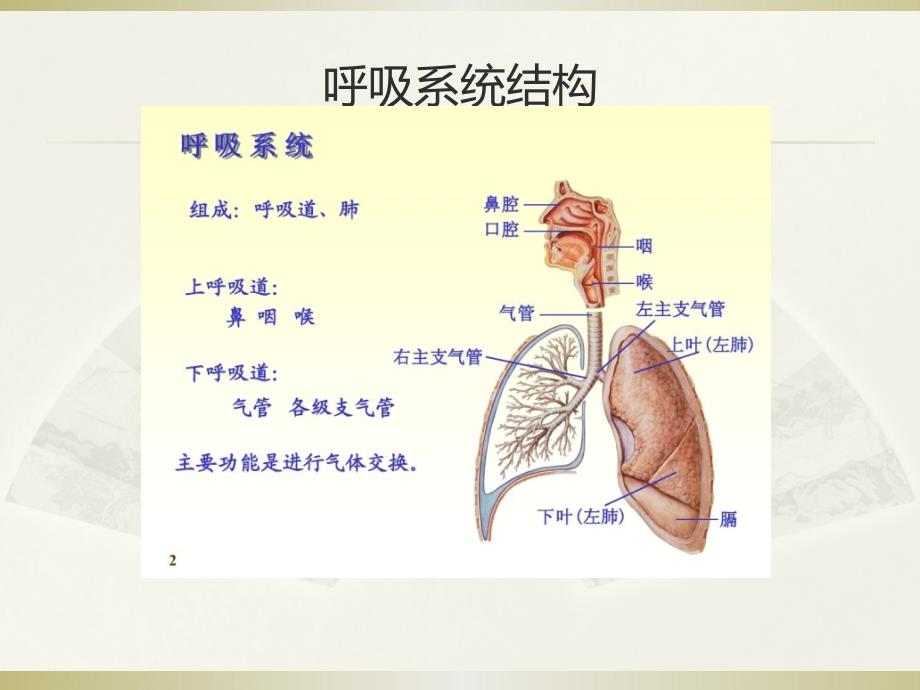 呼吸系统肿瘤课件PPT_第2页