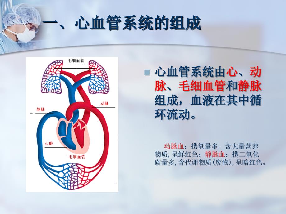 心脏解剖基础知识幻灯知识讲稿_第4页