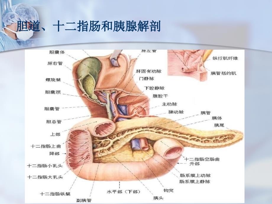 梗阻性黄疸课件PPT_第3页