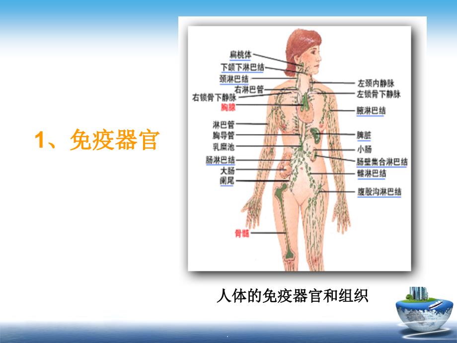 第二章 免疫系统_第4页