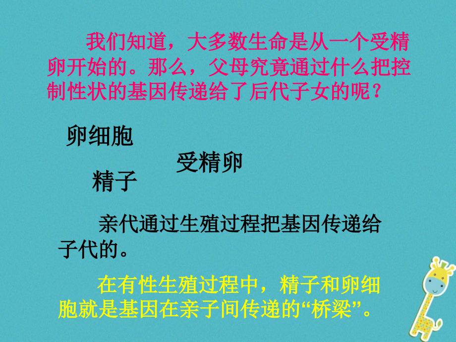 江西省寻乌县八年级生物下册 7.2.2基因在亲子代间的传递课件 （新版）新人教版_第2页
