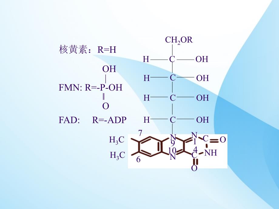 维生素B2课件PPT_第4页