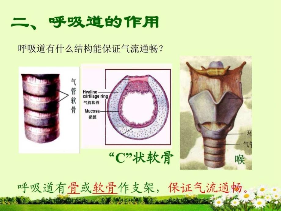 呼吸道对空气的处理-图文.ppt_第3页