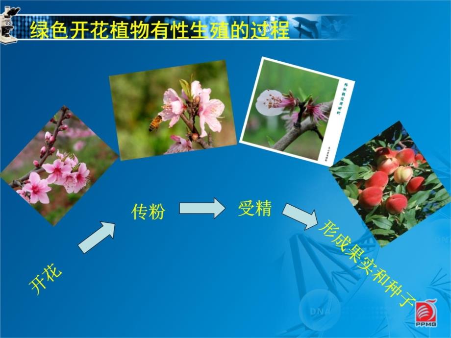 植物的生殖-教学课件讲课教案_第3页