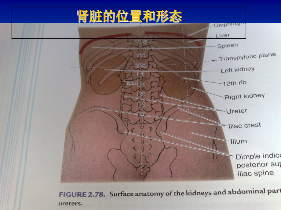 外科学考试习题-远离尿毒症_第2页