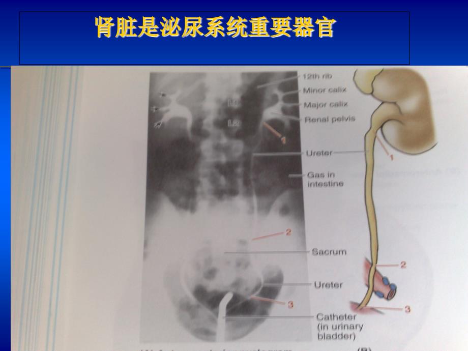 外科学考试习题-远离尿毒症_第3页