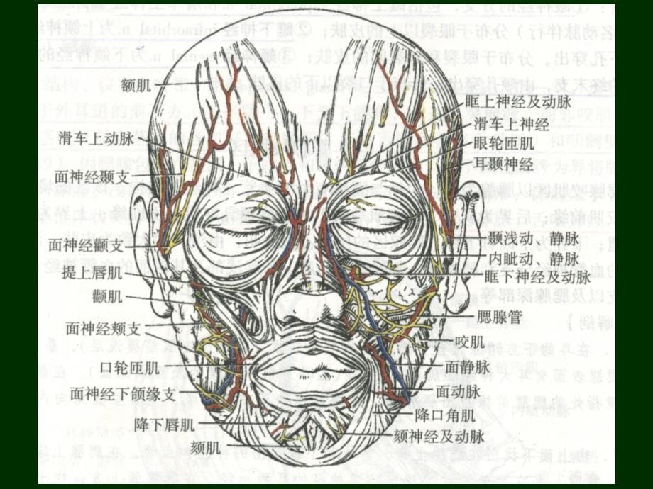 面部浅层、腮腺区、颅顶部解剖_第5页