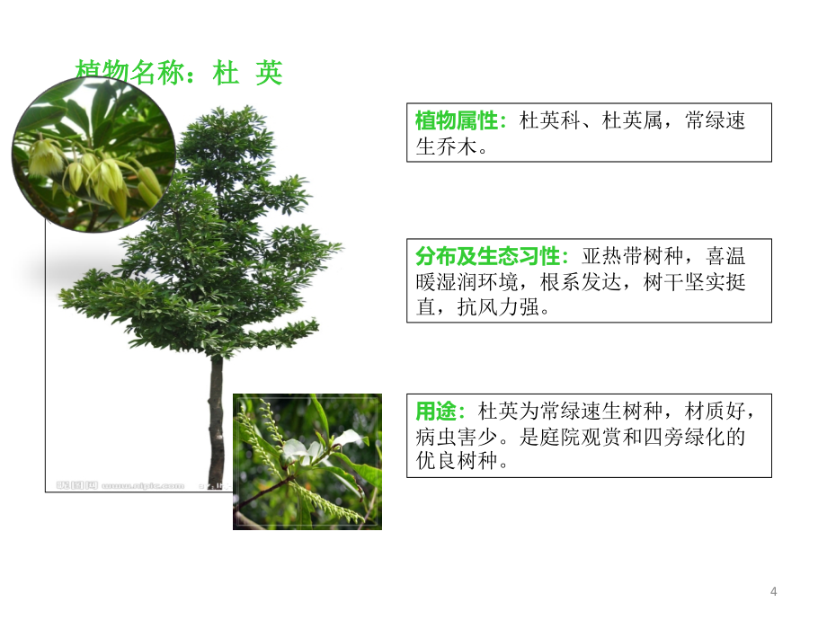 物业小区常见的60种植物图册PPT幻灯片课件_第4页