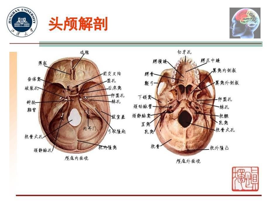 X线摄影位置学-5头颅五官摄影位置_第5页