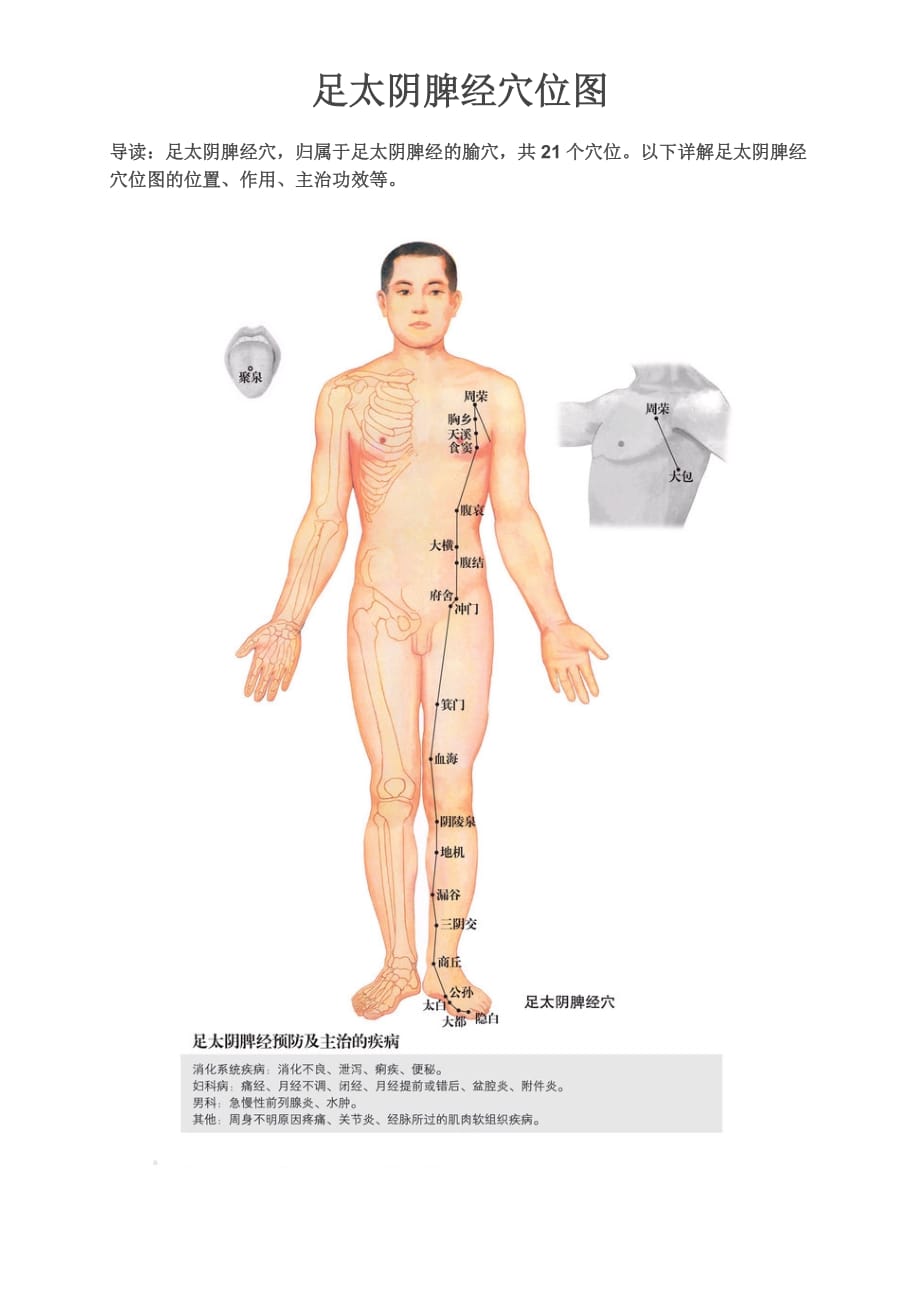 足太阴脾经穴位图.doc_第1页