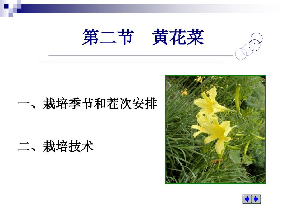 02第二节 黄花菜.ppt_第2页