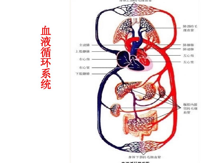 人体四大系统.ppt_第4页