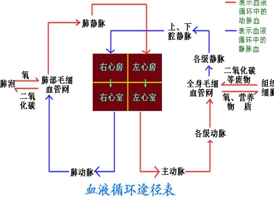 人体四大系统.ppt_第5页