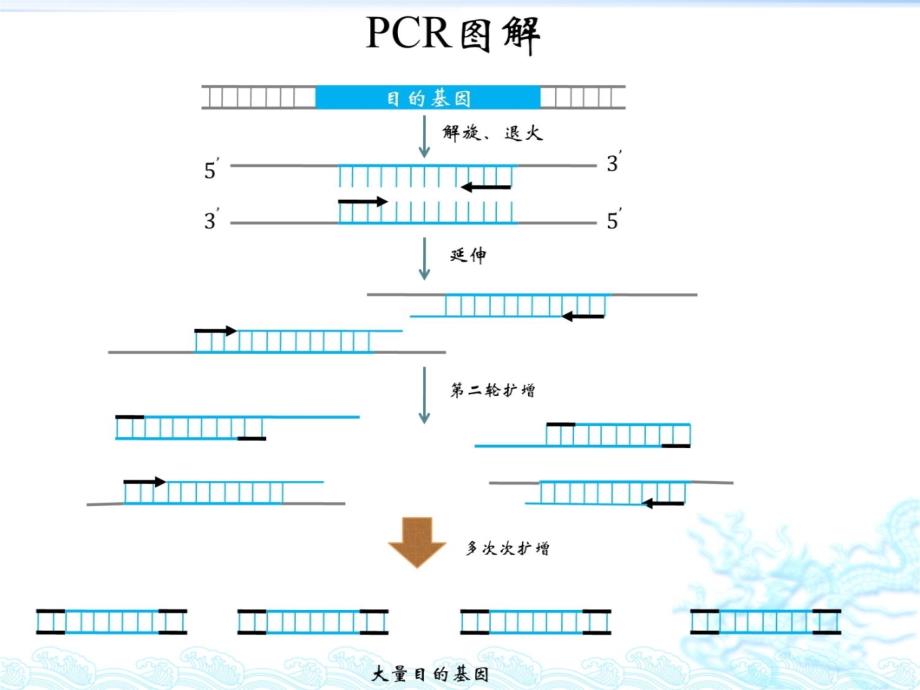 重叠PCR-(Overlap上课讲义_第3页