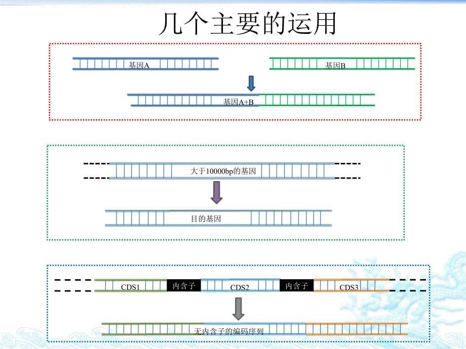 重叠PCR-(Overlap上课讲义_第5页