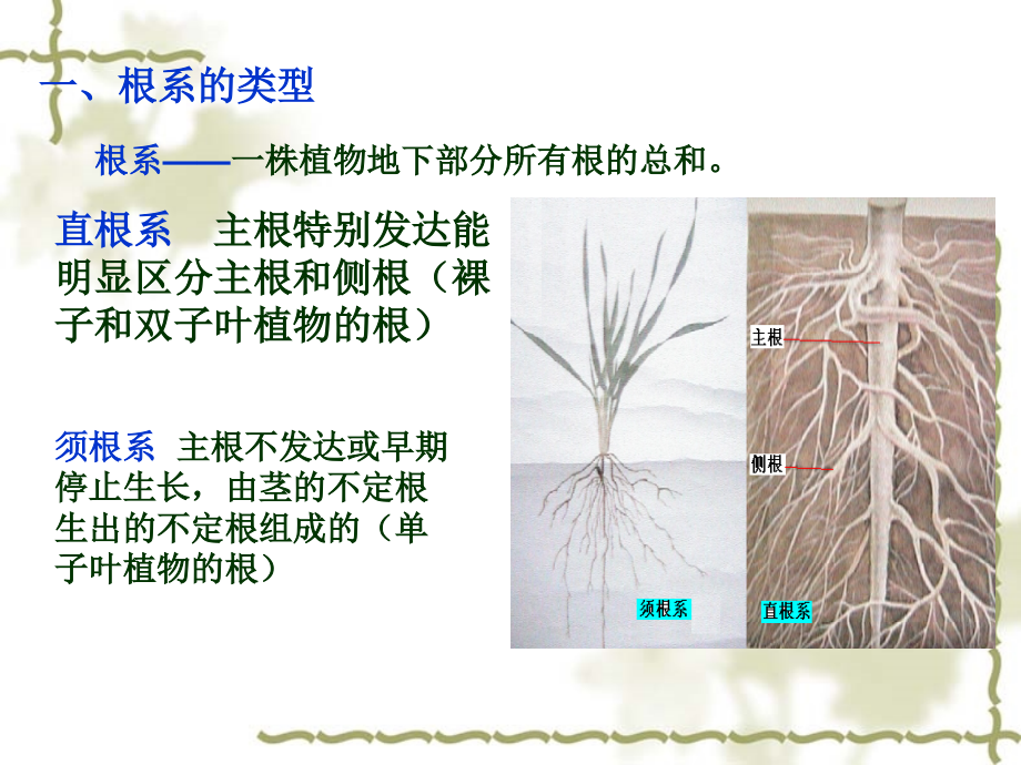 植物学基础知识上课讲义_第4页