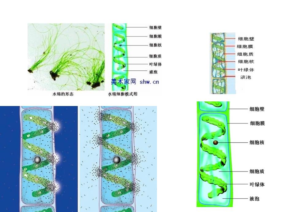 苏教版 八年级生物期末考试复习图.ppt_第2页