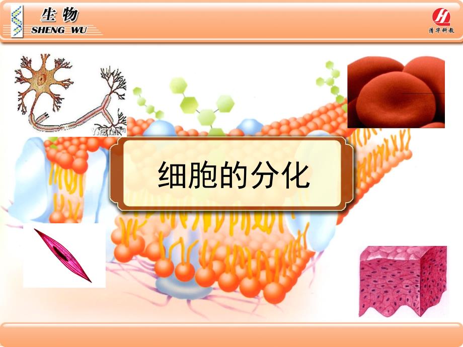 《细胞的分化》课件(1)_第1页