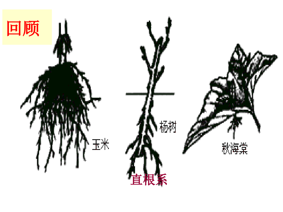 《-植物生殖器官的生长》课件_第1页