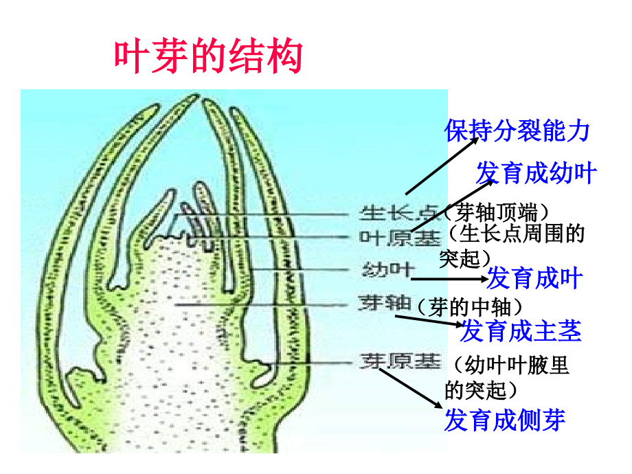 《-植物生殖器官的生长》课件_第2页