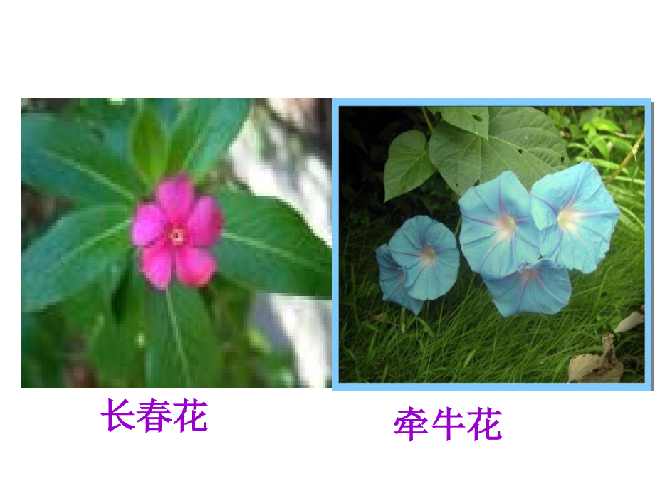 《-植物生殖器官的生长》课件_第4页