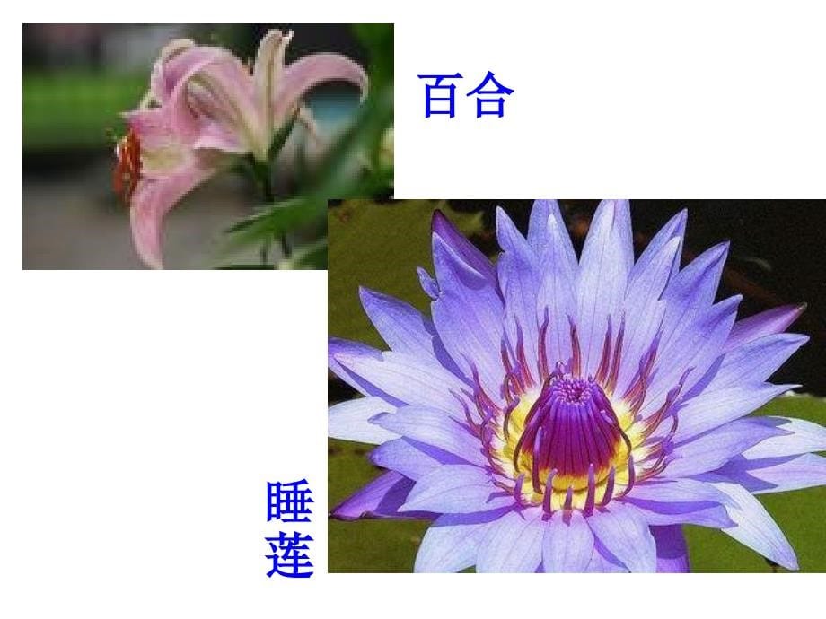 《-植物生殖器官的生长》课件_第5页