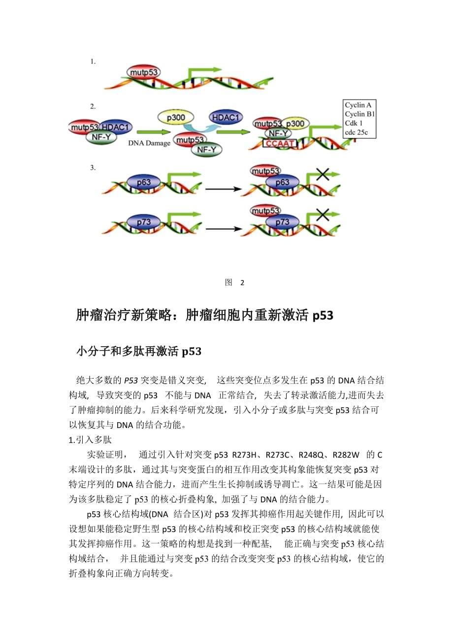 抑癌基因p53的突变与修护激活.doc_第5页