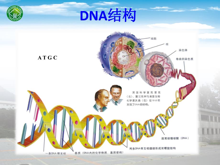 分子生物学实验一植物基因组DNA提取及琼脂糖凝胶电泳检测.ppt_第3页