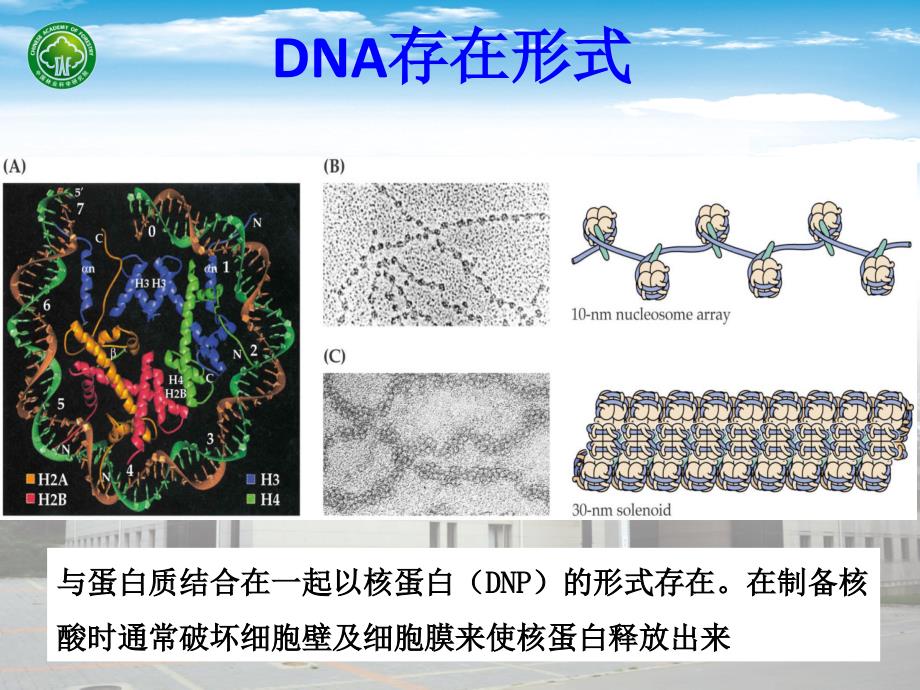 分子生物学实验一植物基因组DNA提取及琼脂糖凝胶电泳检测.ppt_第4页