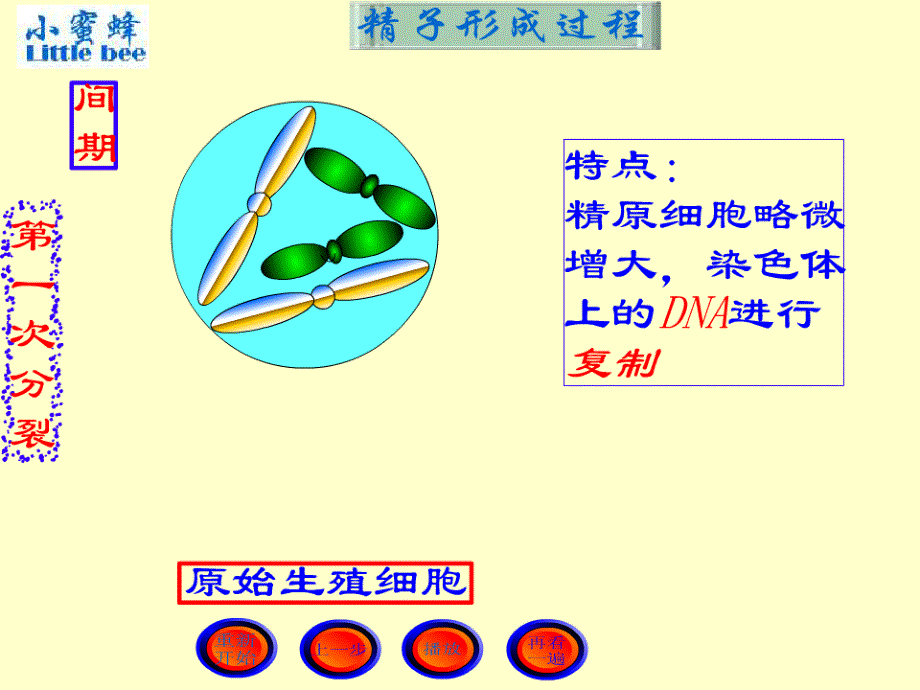 2014届高三一轮总复习-减数分裂汇编_第3页