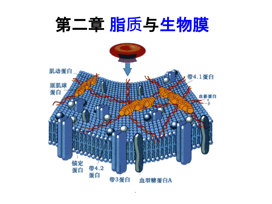 第二章 脂质与生物膜_第1页