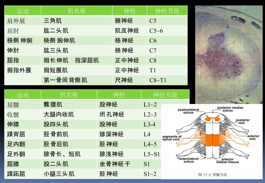 神经系统病例分析示例_第5页