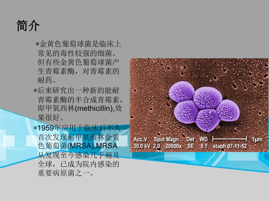 耐甲氧西林金黄色葡萄球菌（MRSA)检测课件.ppt_第2页