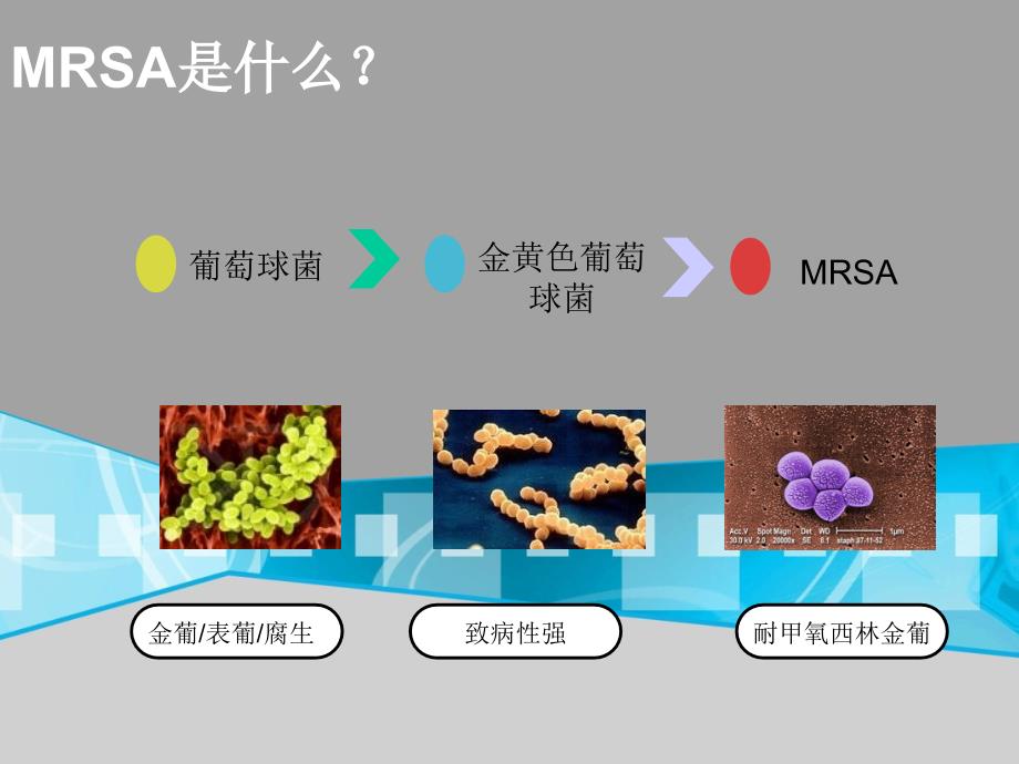 耐甲氧西林金黄色葡萄球菌（MRSA)检测课件.ppt_第3页