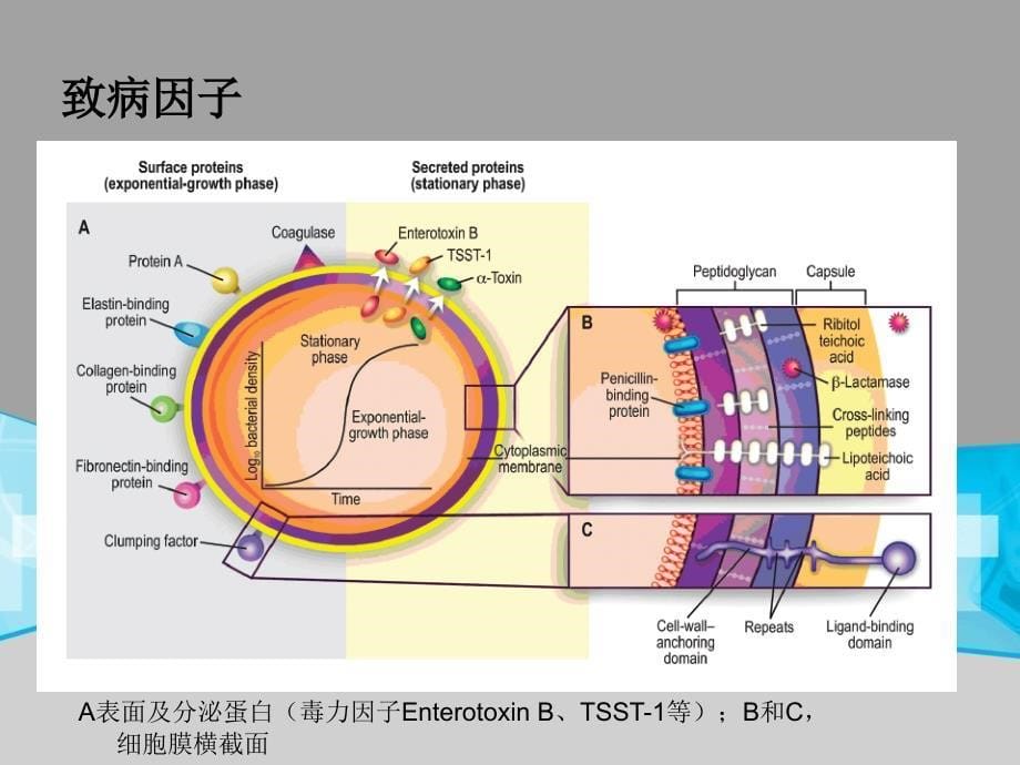 耐甲氧西林金黄色葡萄球菌（MRSA)检测课件.ppt_第5页