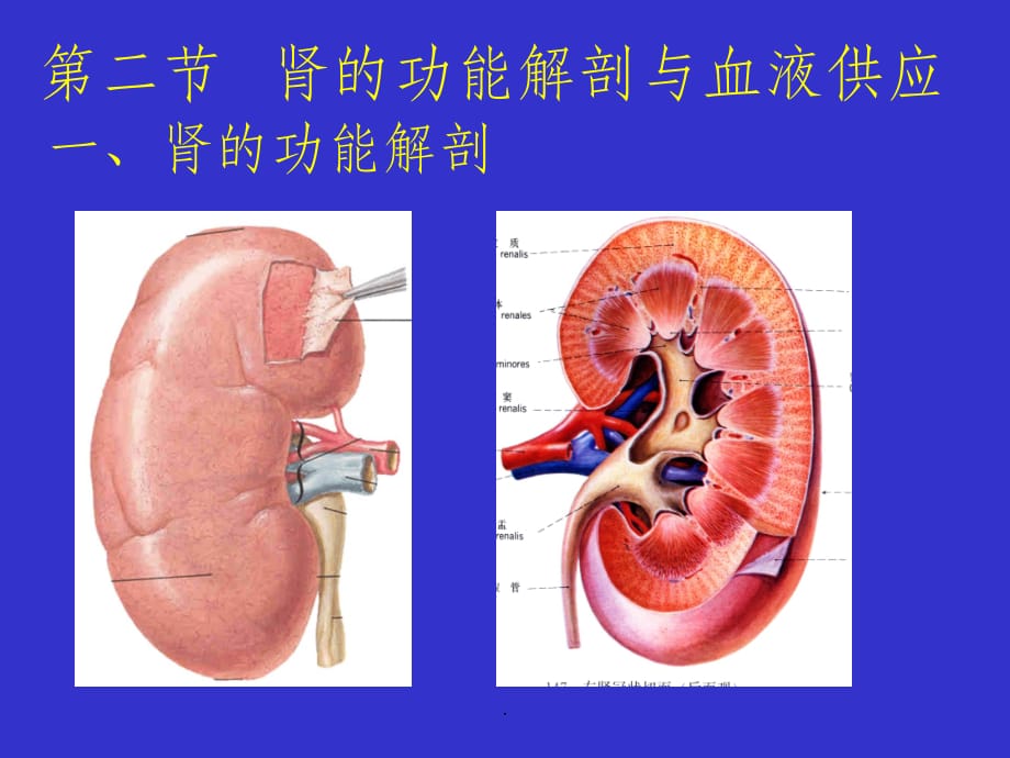 第九章 泌尿系统解剖与生理_第3页