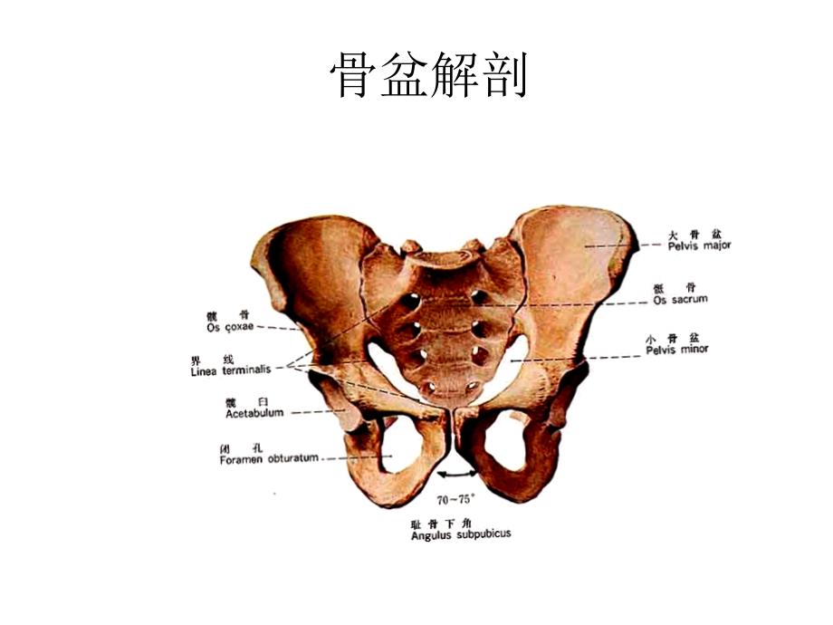 骨盆X线摄影课件.ppt_第3页