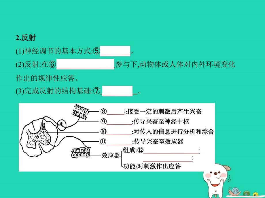 （新课标）2019版高考生物一轮复习 专题18 人和高等动物的神经调节课件_第3页