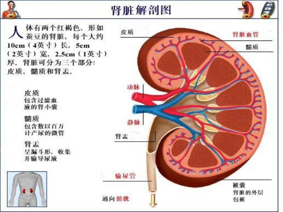 慢性肾衰竭的护理 (2)_第4页