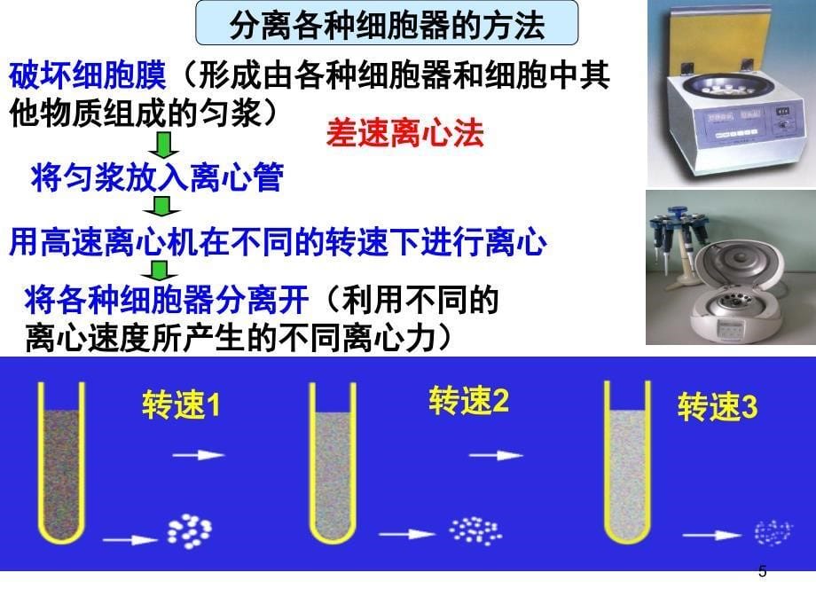 细胞器正式(课堂PPT)_第5页