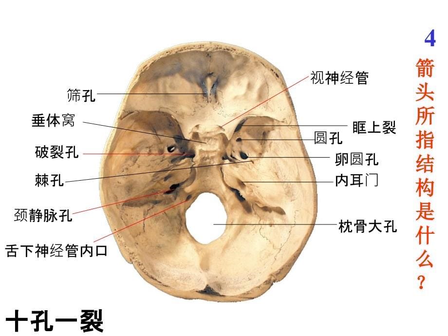 正常人体解剖学-实验考试题库(课堂PPT)_第5页