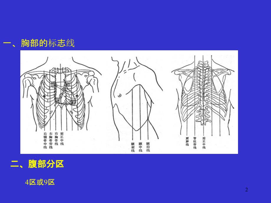 4消化系统-人体结构学(课堂PPT)_第2页