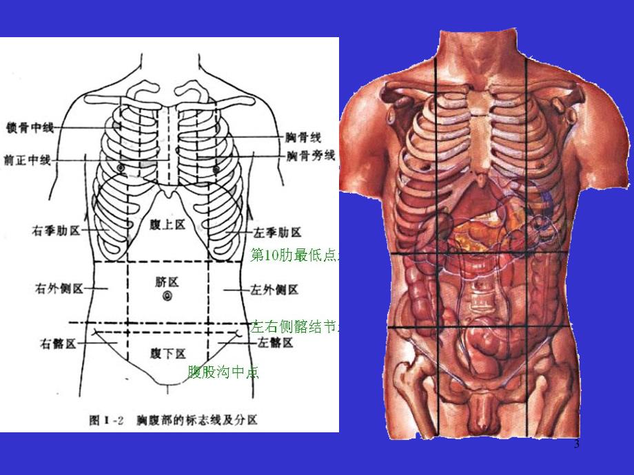 4消化系统-人体结构学(课堂PPT)_第3页